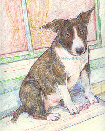 Tyson - a bull terrier print by laidman