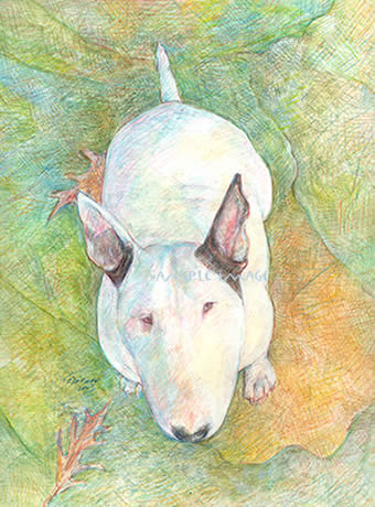 "So Where's My Cookie? "...Yuki - a Bull Terrier dog print by Roberta Laidman