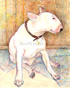 "Lovely Percy - a Bull Terrier" - a Laidman Dog Print