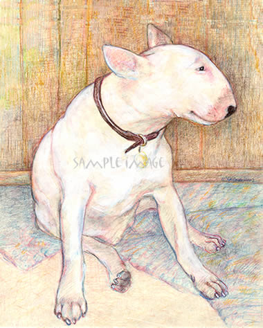 "Lovely Percy - a Bull Terrier" - a Laidman Dog Print