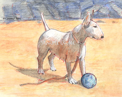 Yuki , a Bull Terrier, on the Beach - a Laidman Dog Print