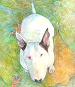 "So Where's My Cookie? ...Yuki - a Bull Terrier dog print by Roberta Laidman