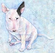 Brodie Lee - a Laidman Bull Terrier Dog Print