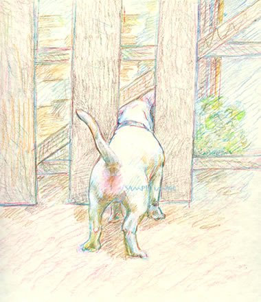 Toutsy , a Bull Terrier ( rear view ) - a Laidman Dog Print