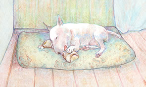 Dirk - Bull Terrier with chew toy - a Laidman Dog Print