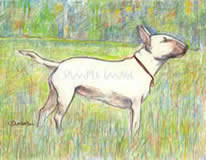 Bull Terrier in Meadow - a Laidman Dog Print