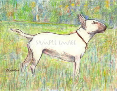 Bull Terrier in a Meadow - a Laidman Dog Print