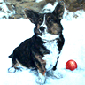 Alice - a Cardigan Welsh Corgi Dog Print by Laidman 