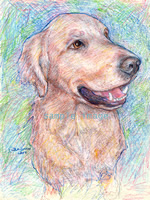Duke - a Golden Retriever - Laidman Dog Print