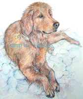 Scout - a Golden Retriever - Laidman Dog Print
