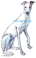 greyhound #3