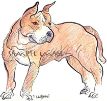 american staffordshire pit bull terrier #2