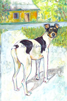 'Mac' - a Rat Terrier -  a Laidman Dog Art Print