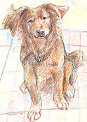 Lasaya - a Nova Scotia Retriever - a Laidman Dog Print
