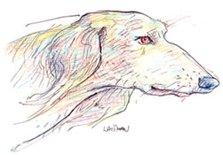 saluki drawing > art print