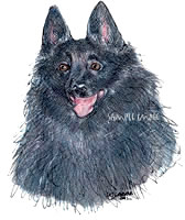 schipperke #2 - a Laidman Dog Drawing > Art Print