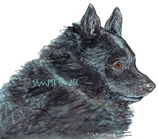Schipperke #3 - a Laidman Dog Drawing > print