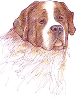 Saint Bernard drawing / art print #2 by Laidman