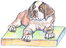 saint bernard #1 drawing / art print by Roberta Laidman