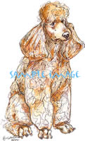 poodle dog art drawing